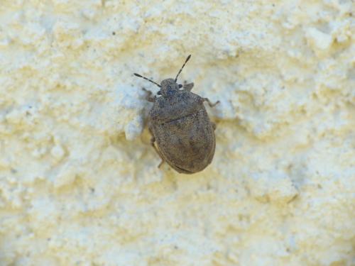 Réf. 232 981 : Podops inunctus
